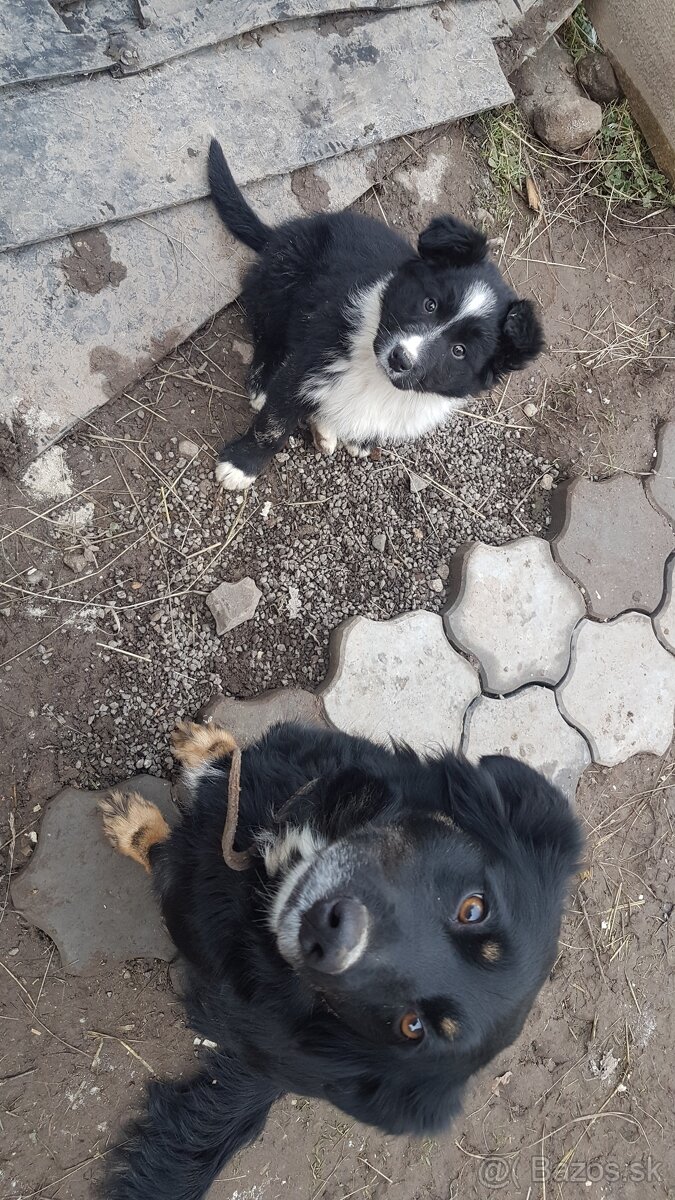 Predám-resp.darujem za náklady šteniatko - 3