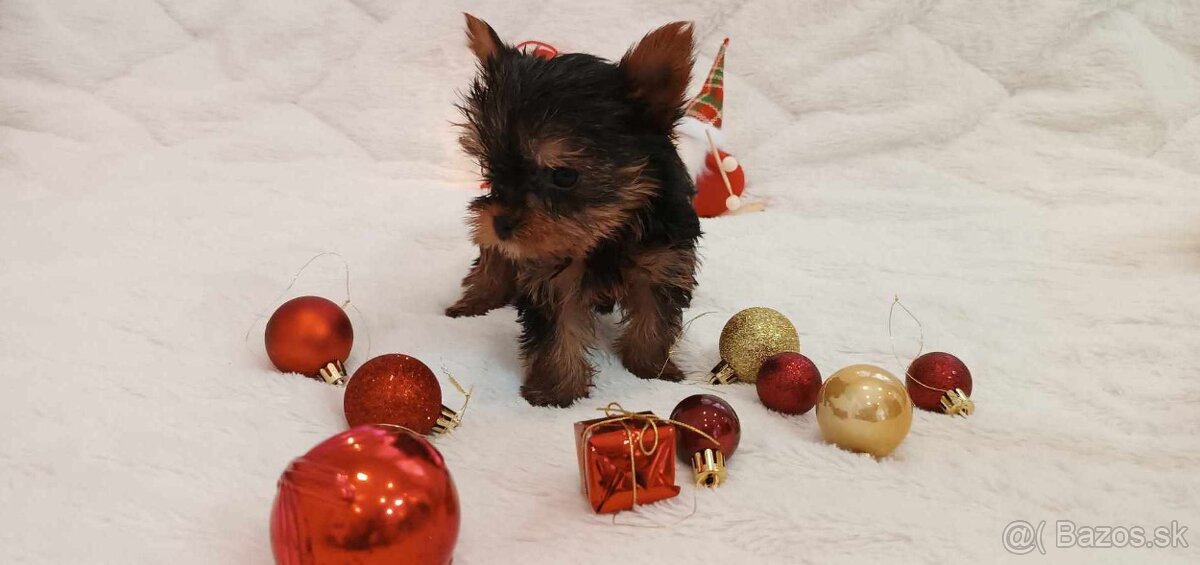 yorkshire terrier mini - 3