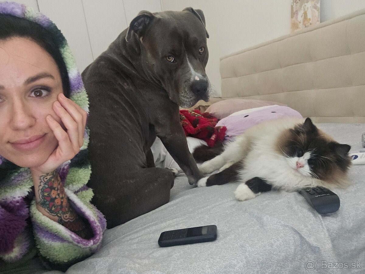 Krytie - Americky Stafordsirsky terier - 3