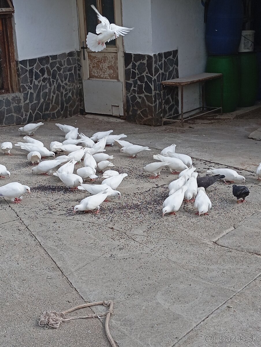 Biele poštové holuby - 3