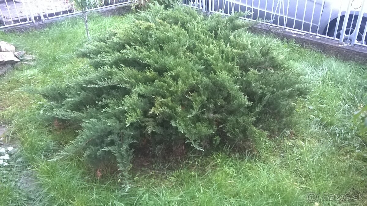 Okrasne zelene kriky - 3