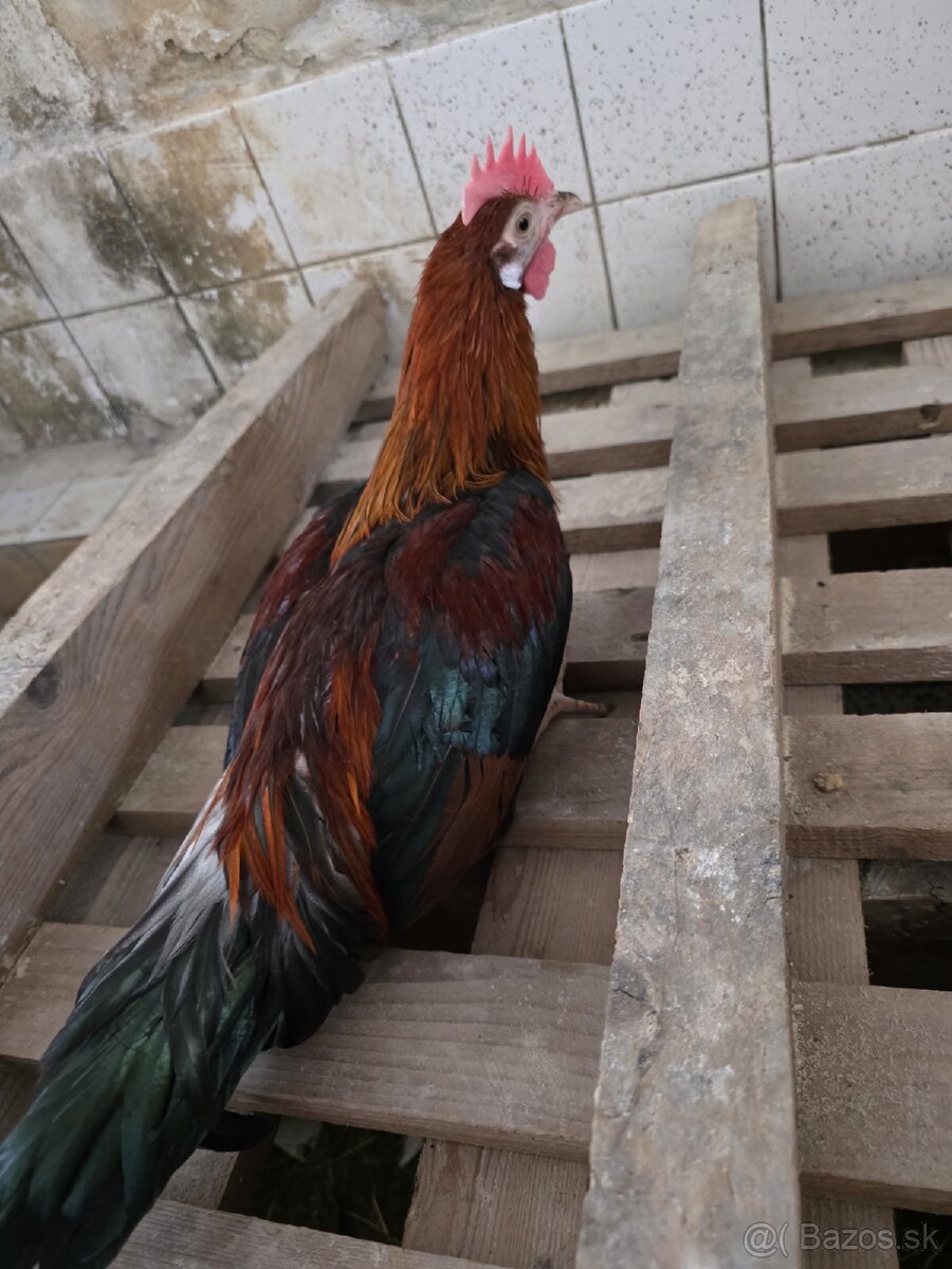 Predám - 3
