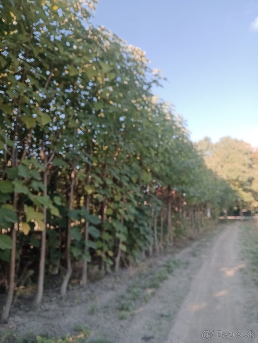 Paulownia Sang Tong - 3