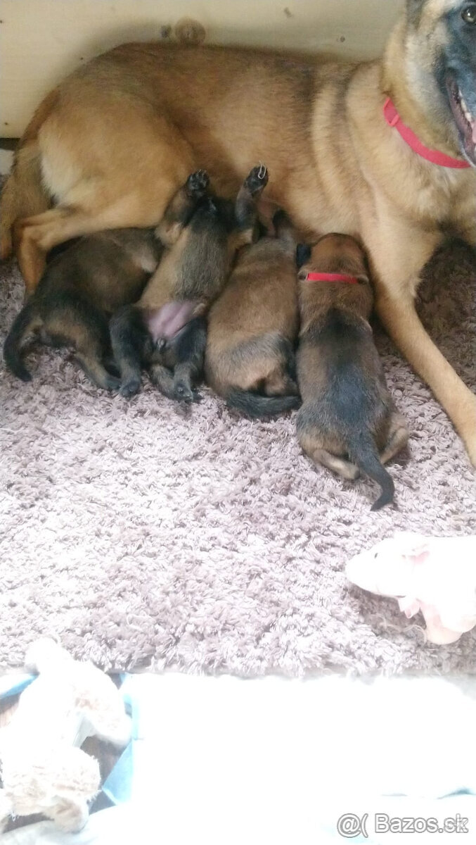 Belgický ovčák malinois bez PP - 3
