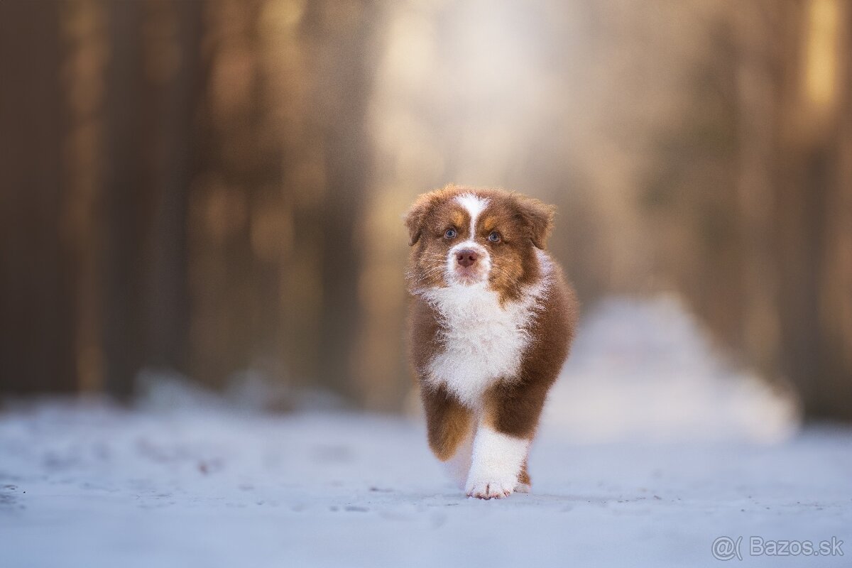 Predaj šteniatka Austrálsky ovčiak 💎 - 3