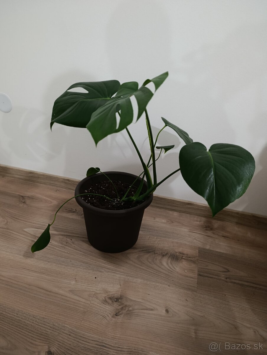 Monstera deliciosa - 3
