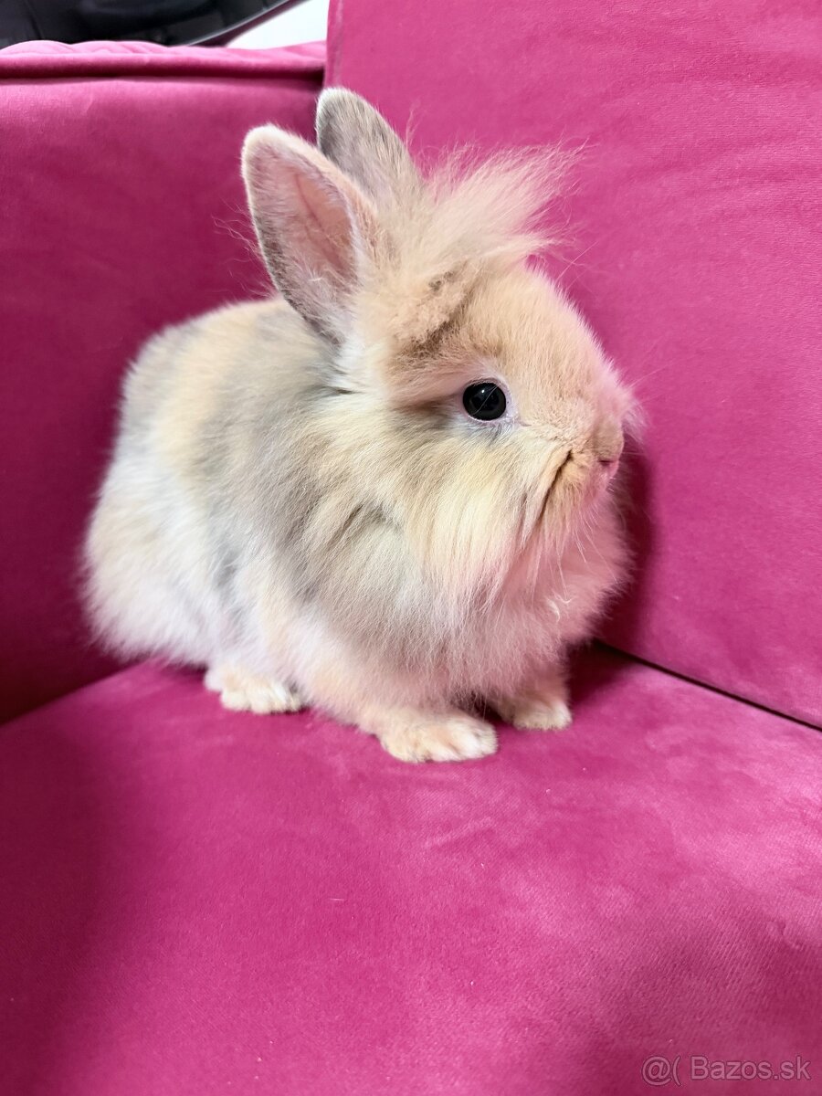 Zakrslý zajko - 3