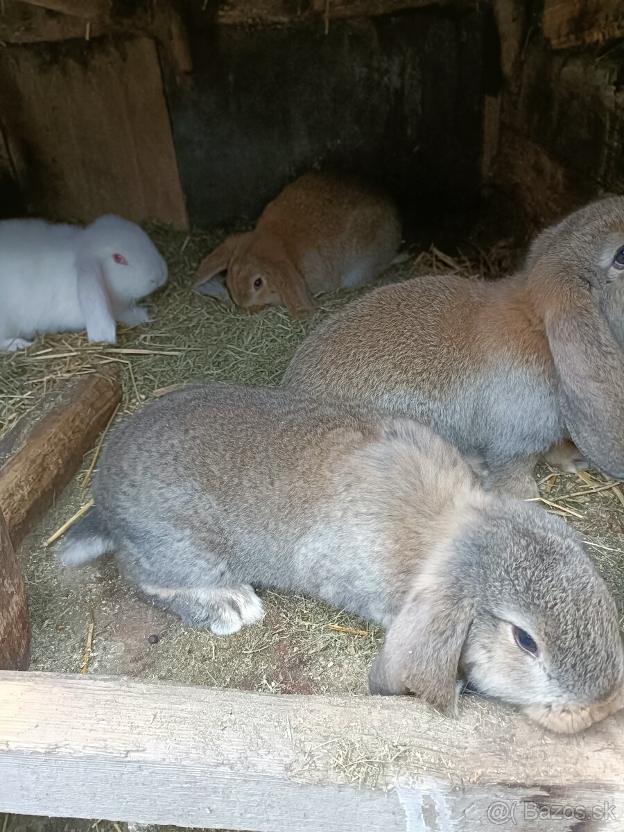 Predám králiky - 3