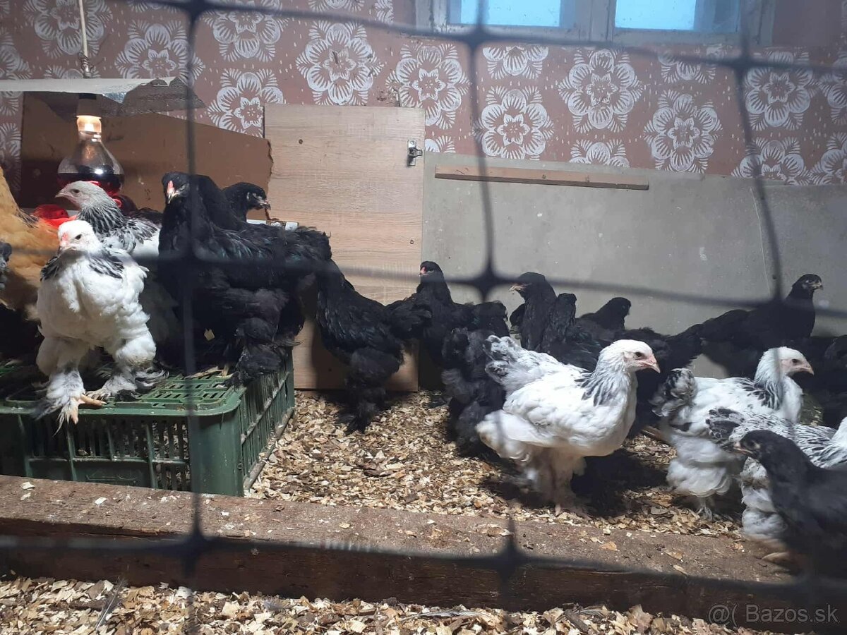 brahma, brahmanka,brahmanky, brahmanka velka - 3