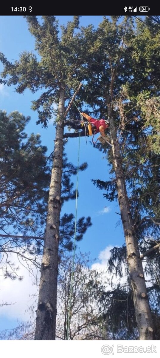 Výruby a orezy stromov - 3