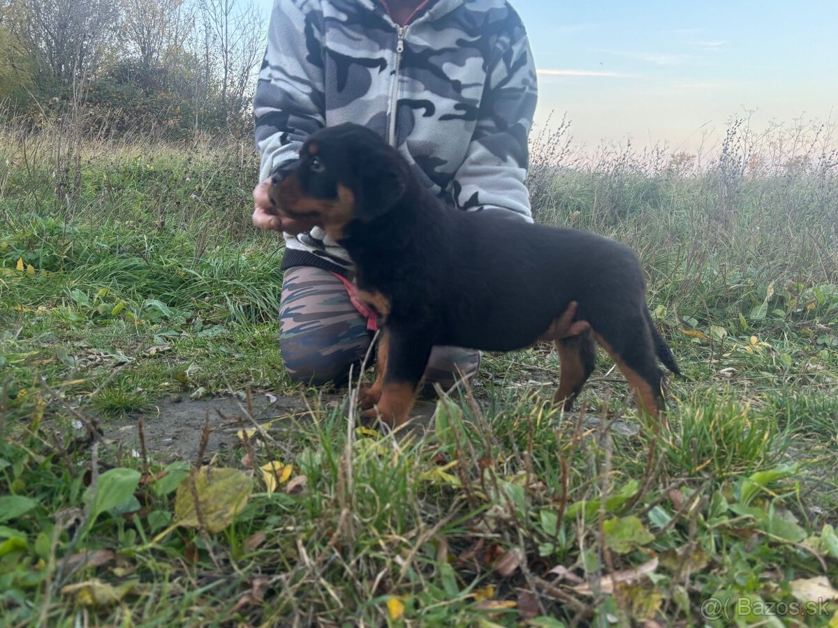 Rottwailer, rottweiler, rtw, rotvajler - 3
