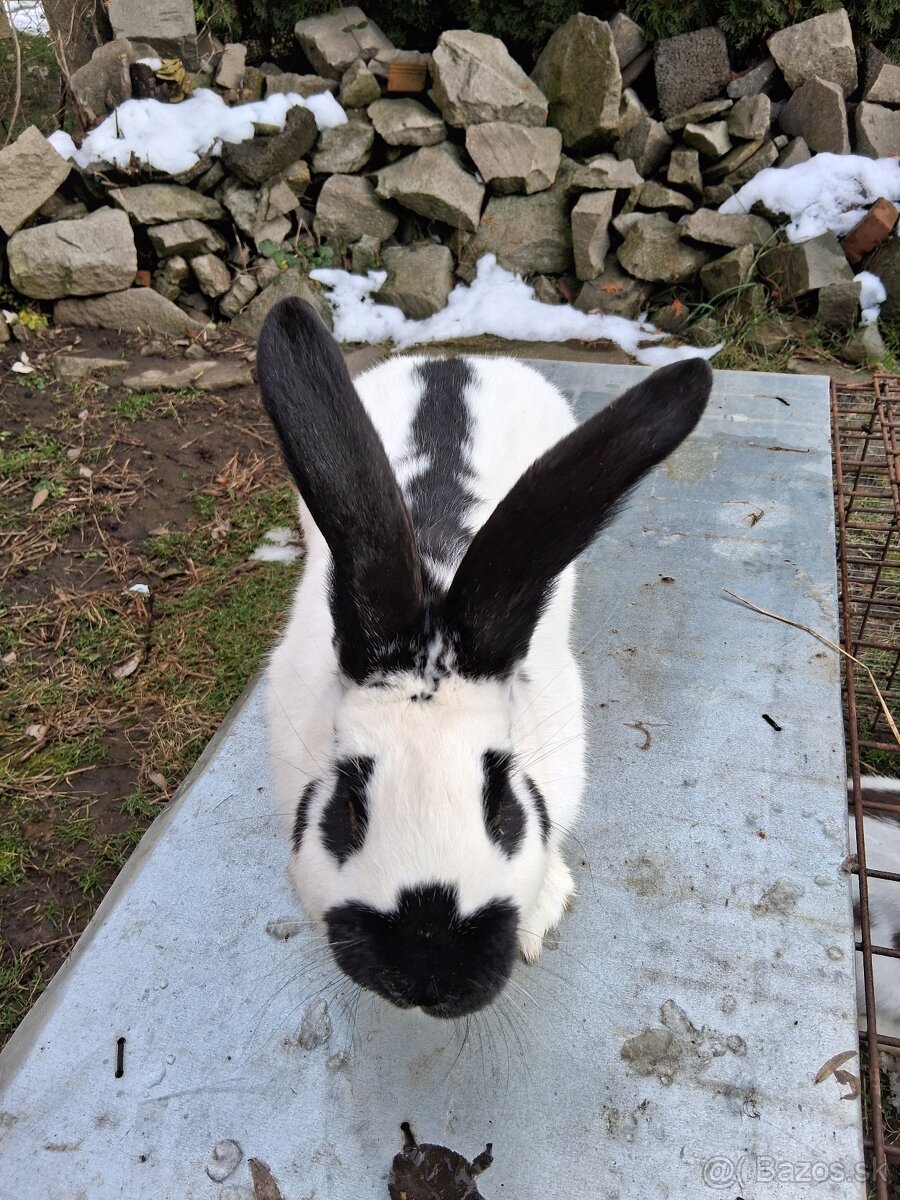 Zajac/ Zajace samec - 3