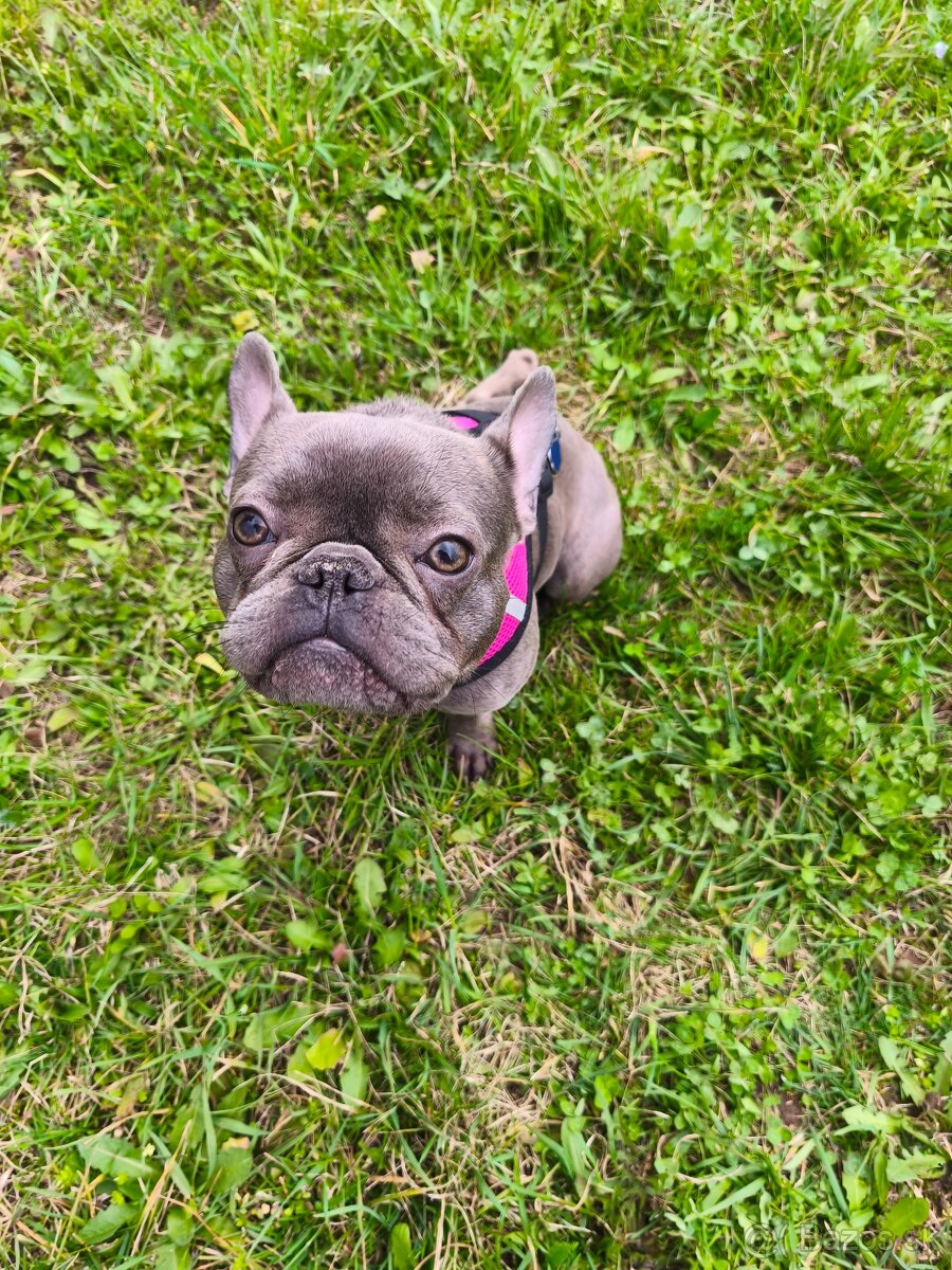 Francúzsky buldoček - 3