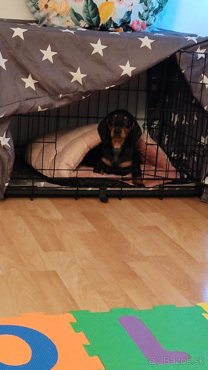 Predám šteniatko - 3