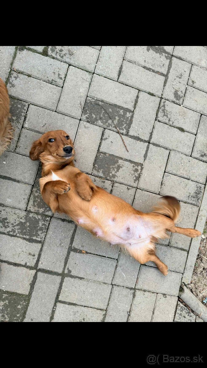 Predám šteniatka jazvečika - 3