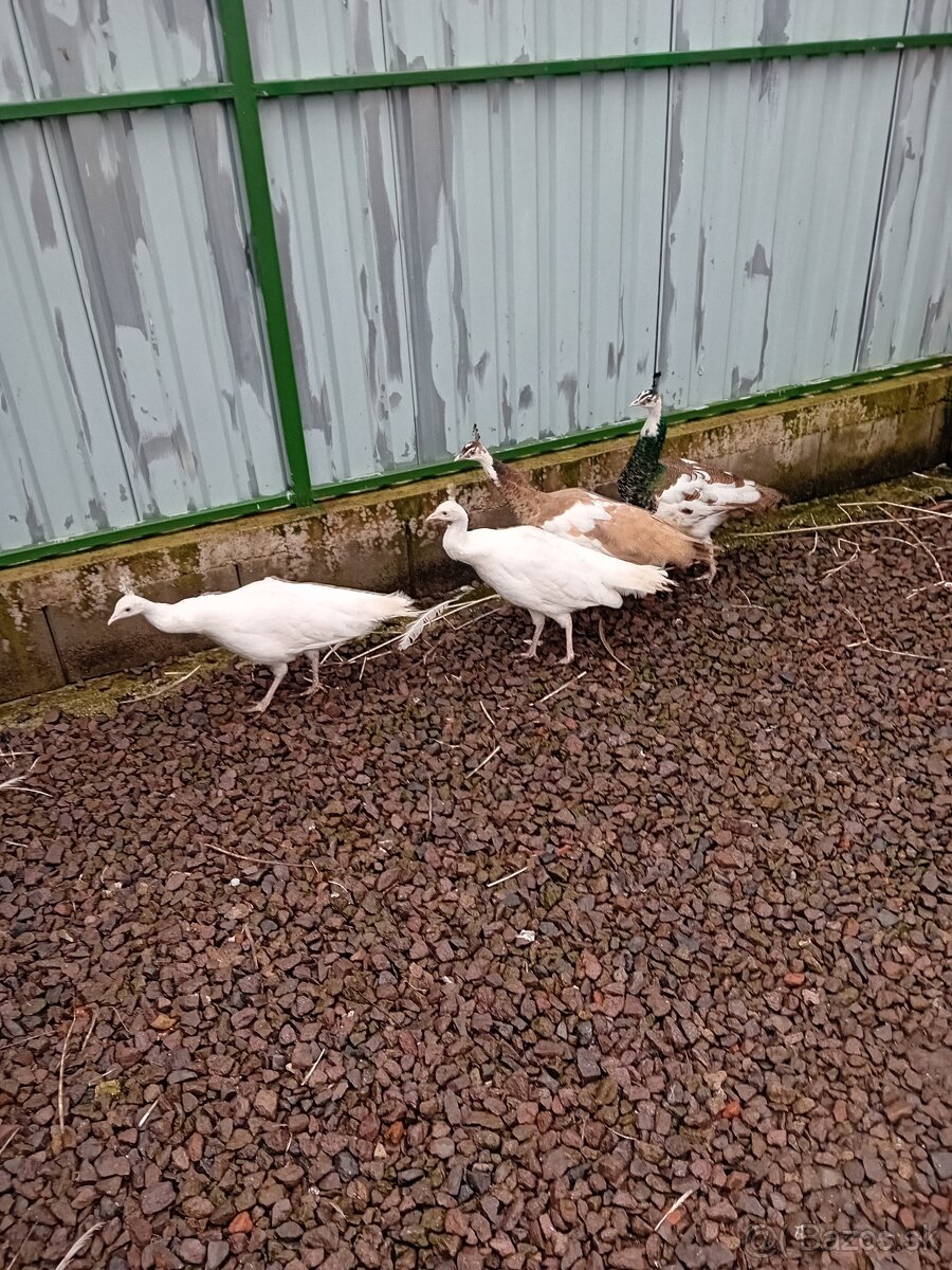 Pav - pavy - pavov - 3