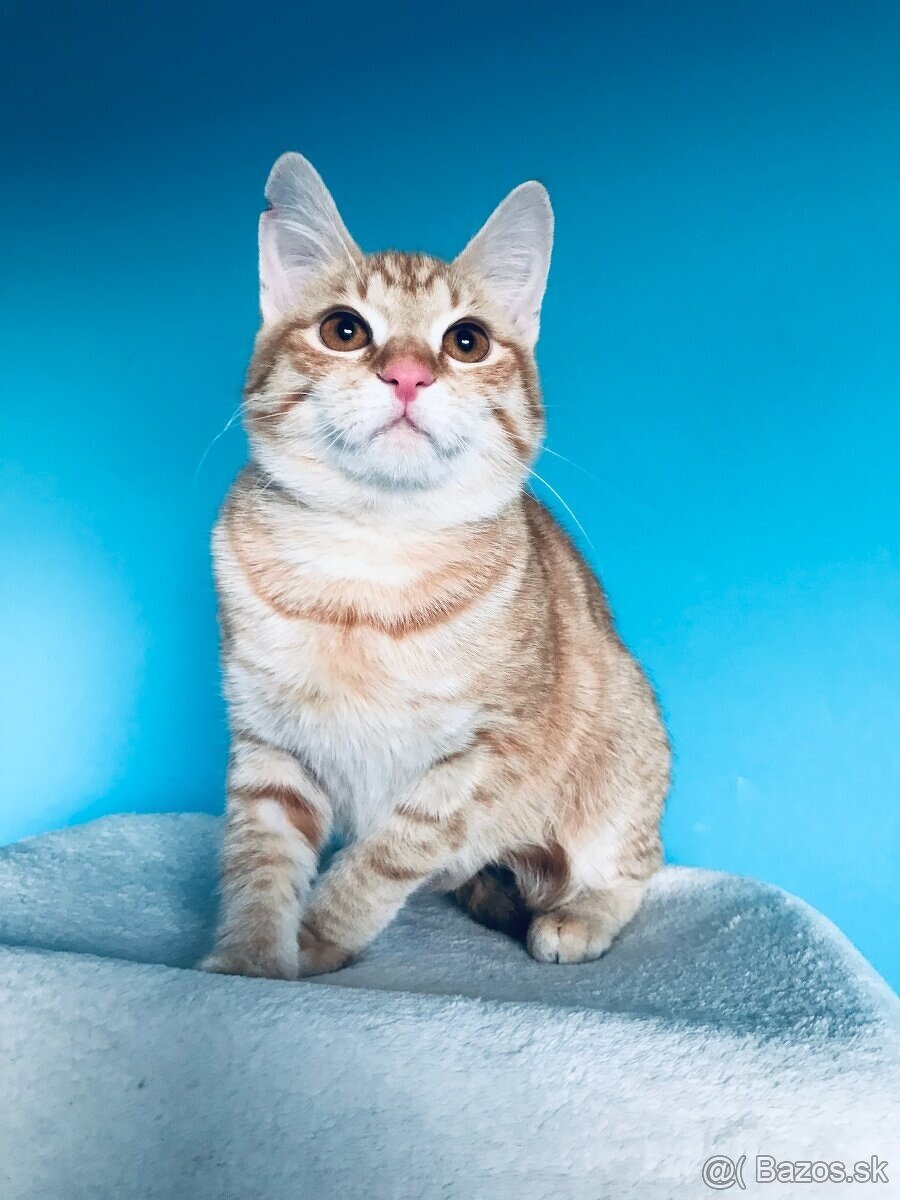 BIBI SI HĽADÁ DOMOV VO VNÚTRI - 3