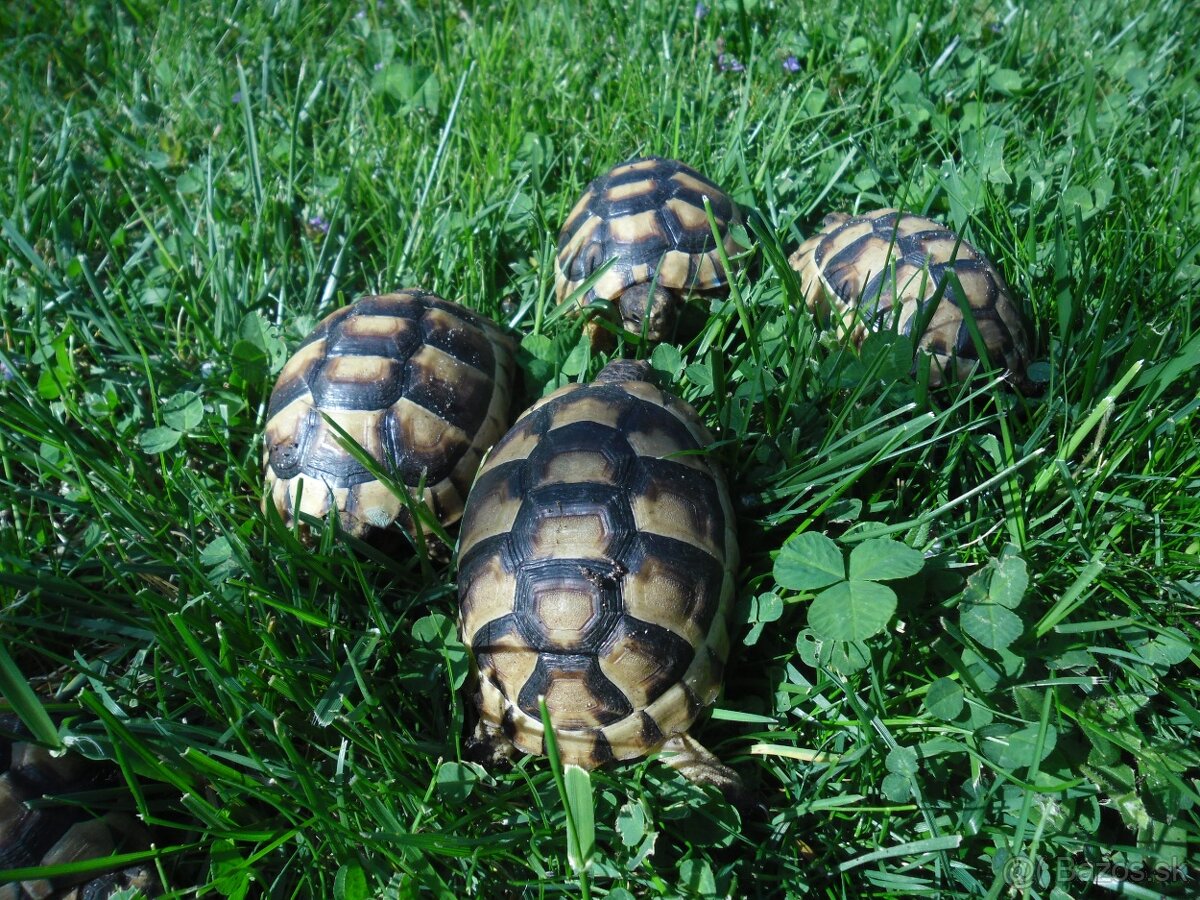 korytnačka žltočierna - 3