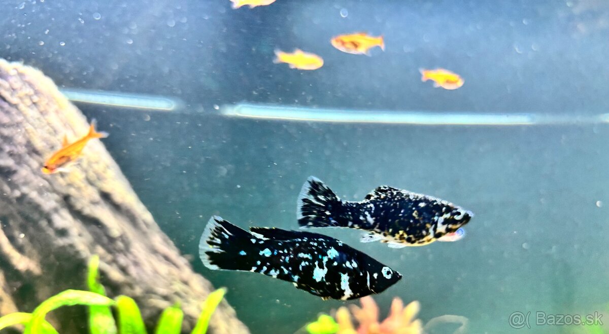 Predám akvarijne rybičky - 3