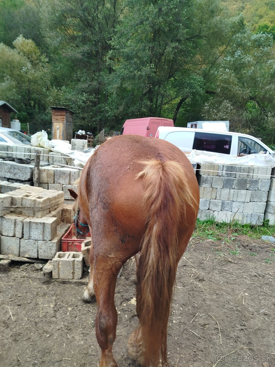 Predám kobylu SN - 3