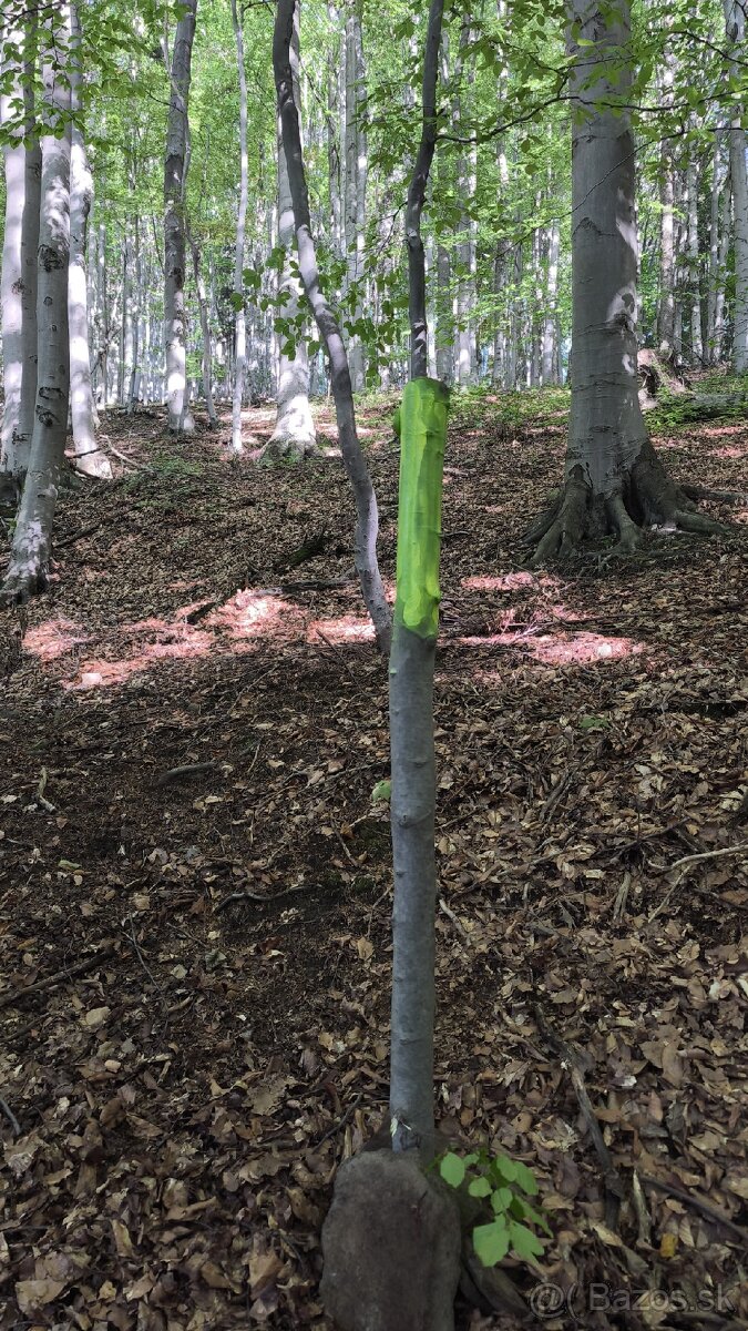 Les na predaj Bodovce - 3