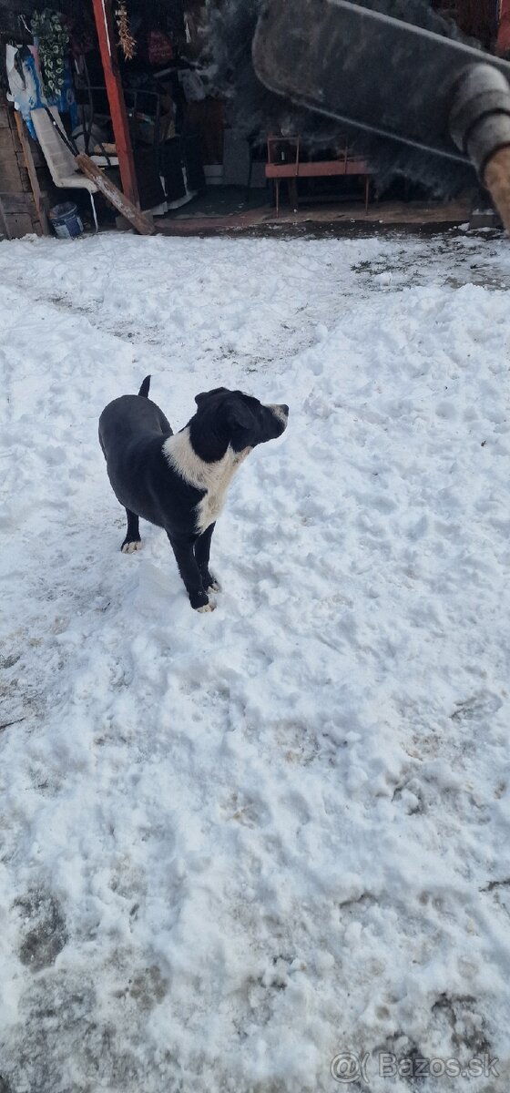 Darujem šteniatka - 3