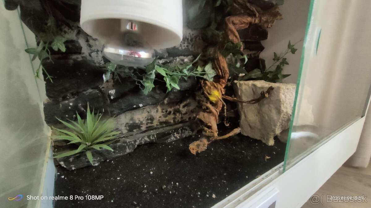 Terárium - 3