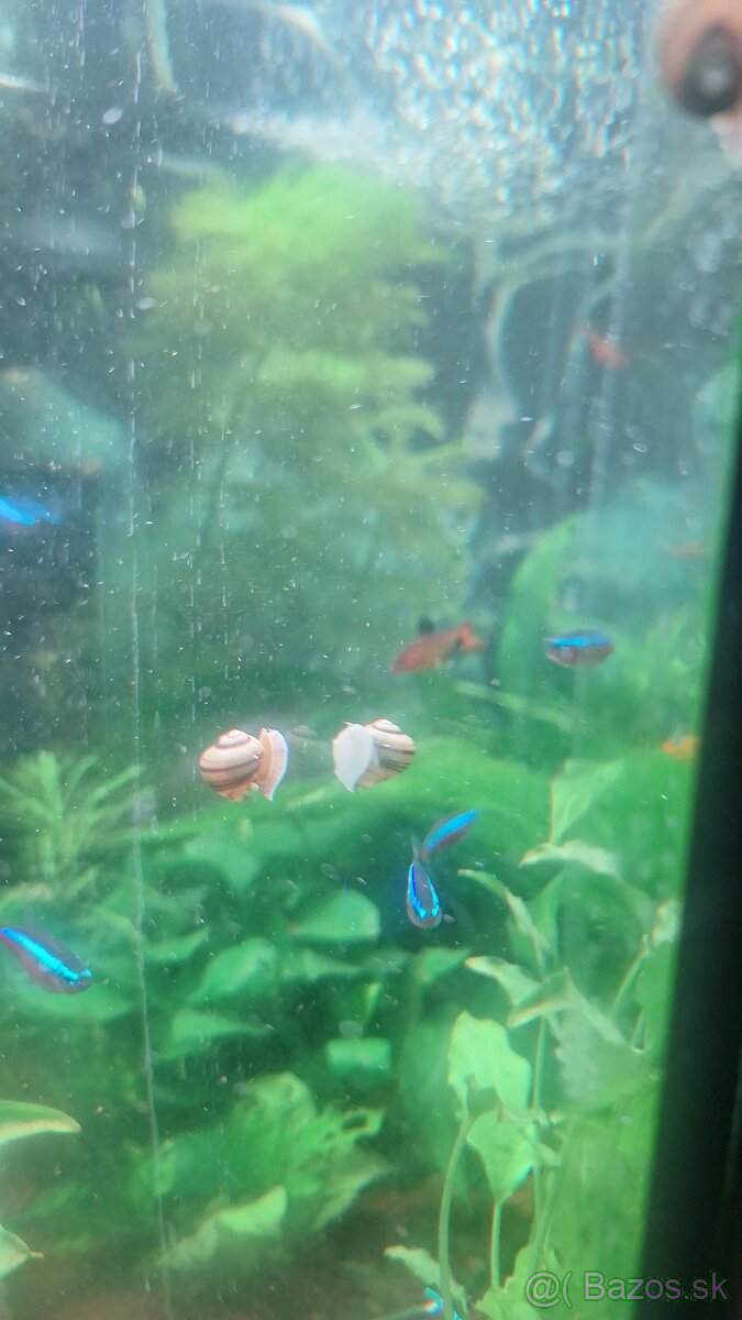 Mini ampularia špiralova - 3