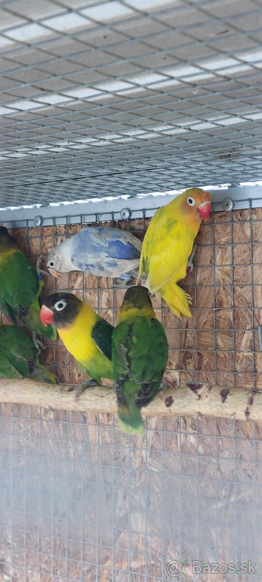 Predám ml agapornisy - 3