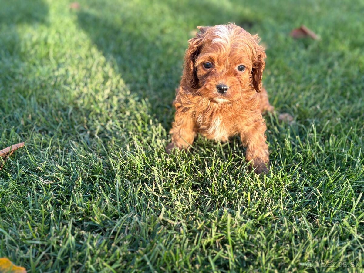 Cavapoo - 3
