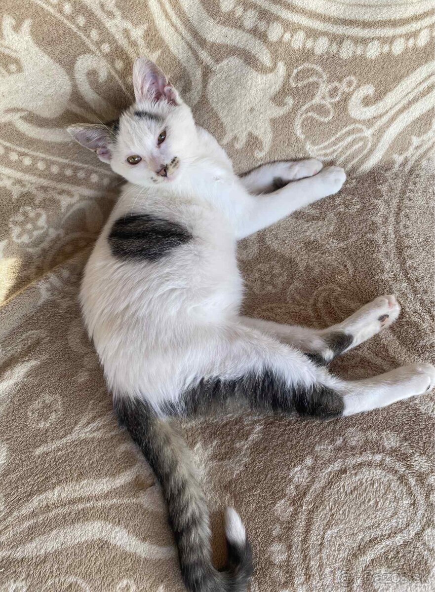 Darujem mačičku - 3