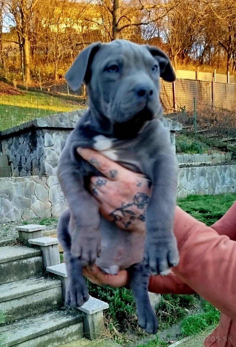 AMERICAN BULLY XL - 3