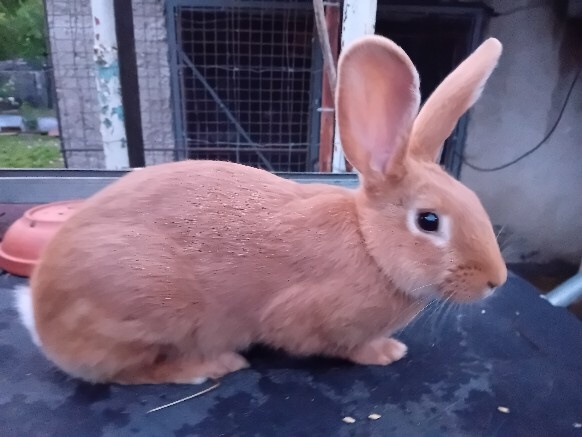 Burgundsky králik - 3