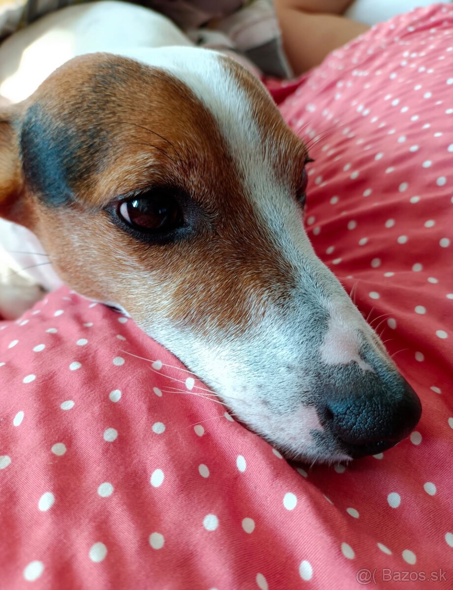 Darujem psa jack russel - 3