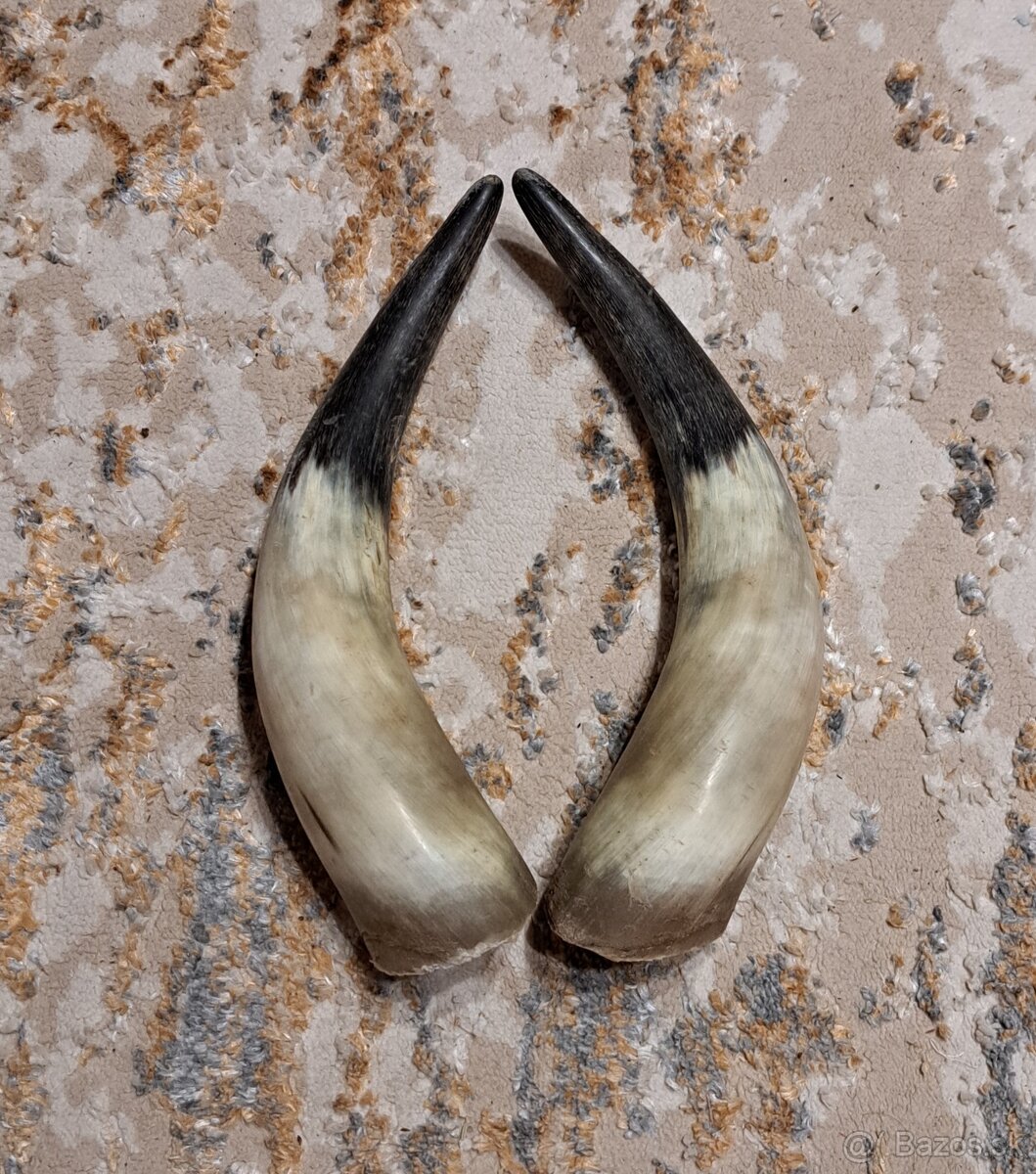 Trofeje, rohy maďarský stepný - 3