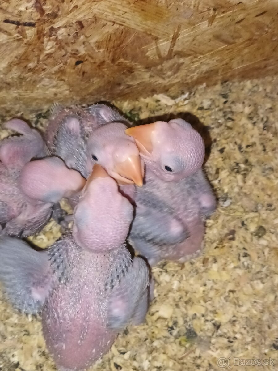 Alexander Veľký - 3