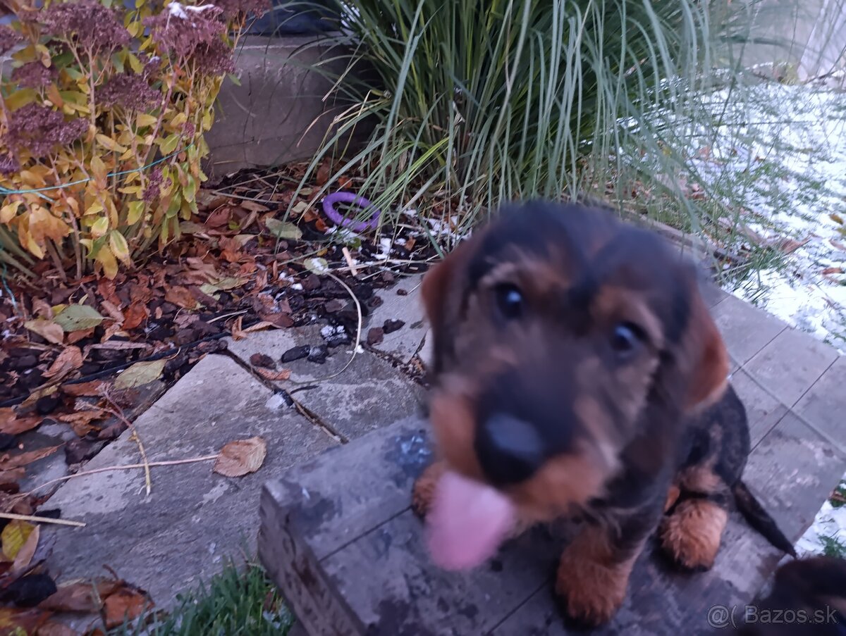 Jazvečík Hrubosrstý - 3