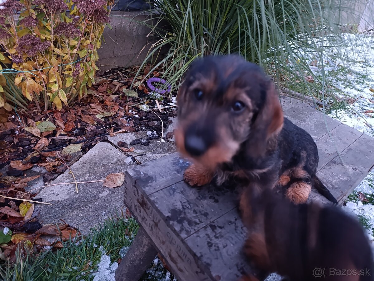 Jazvečík Hrubosrstý - 3