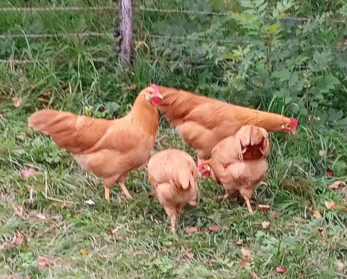 Predám NÁSADOVÉ VAJ. - 3