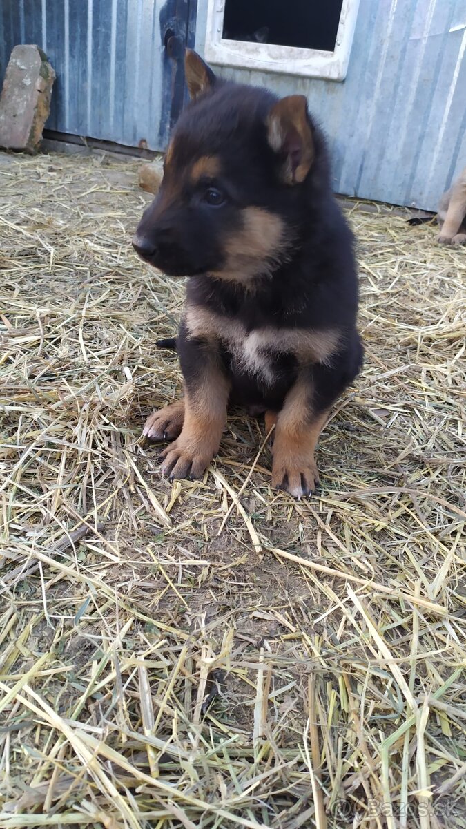 Belgický ovčiak - 3