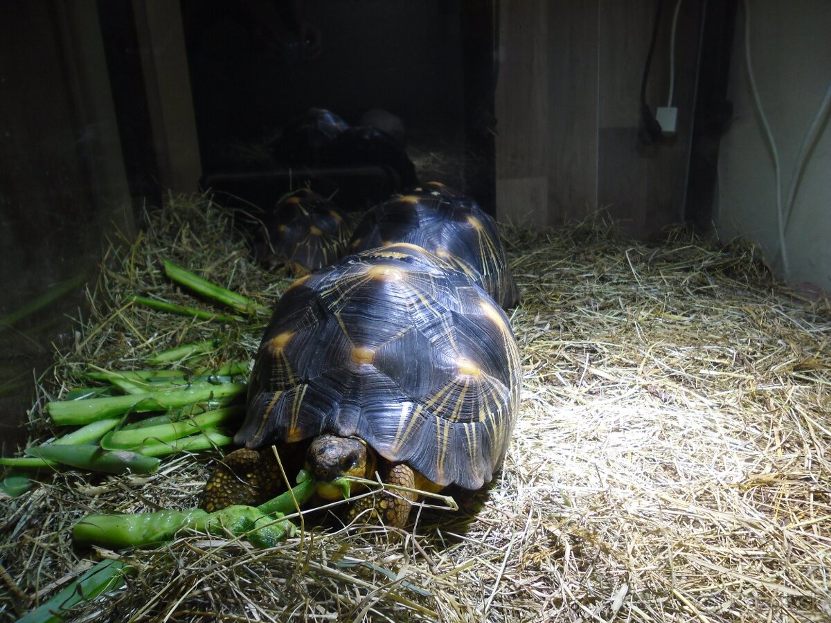 korytnačka lúčová - 3