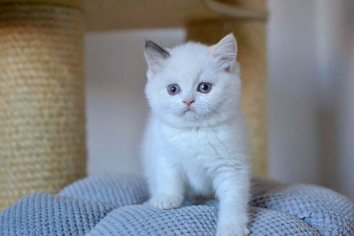 Britské mačiatka hľadajú nový domov - 3