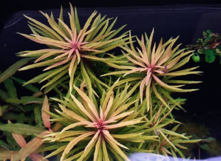 Pogostemon Stellatus - 3