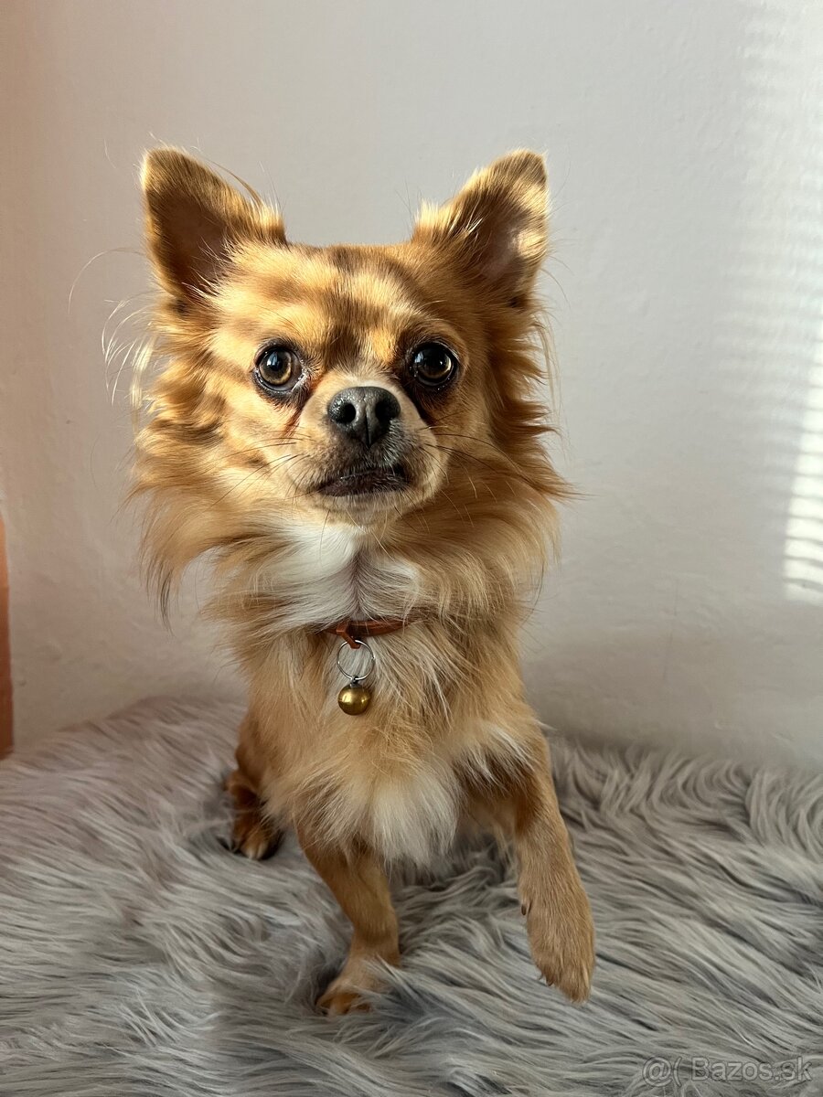 Čivava Pampi-fešák na krytie - 3