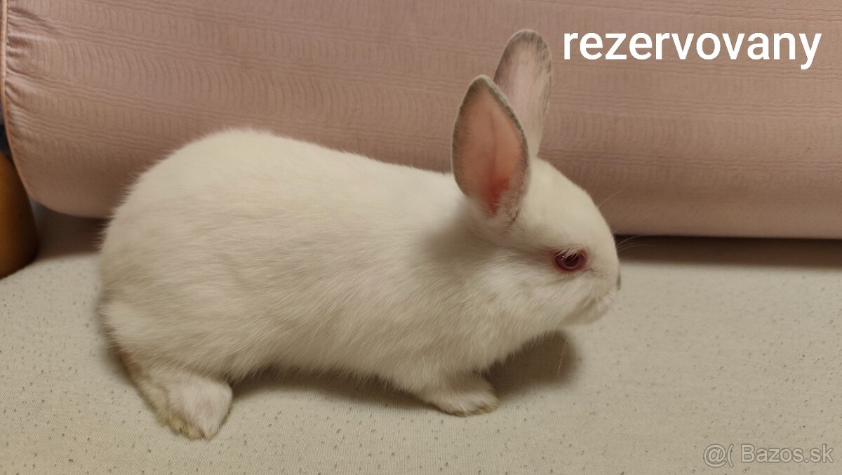 Zakrslý zajac/králik - 3