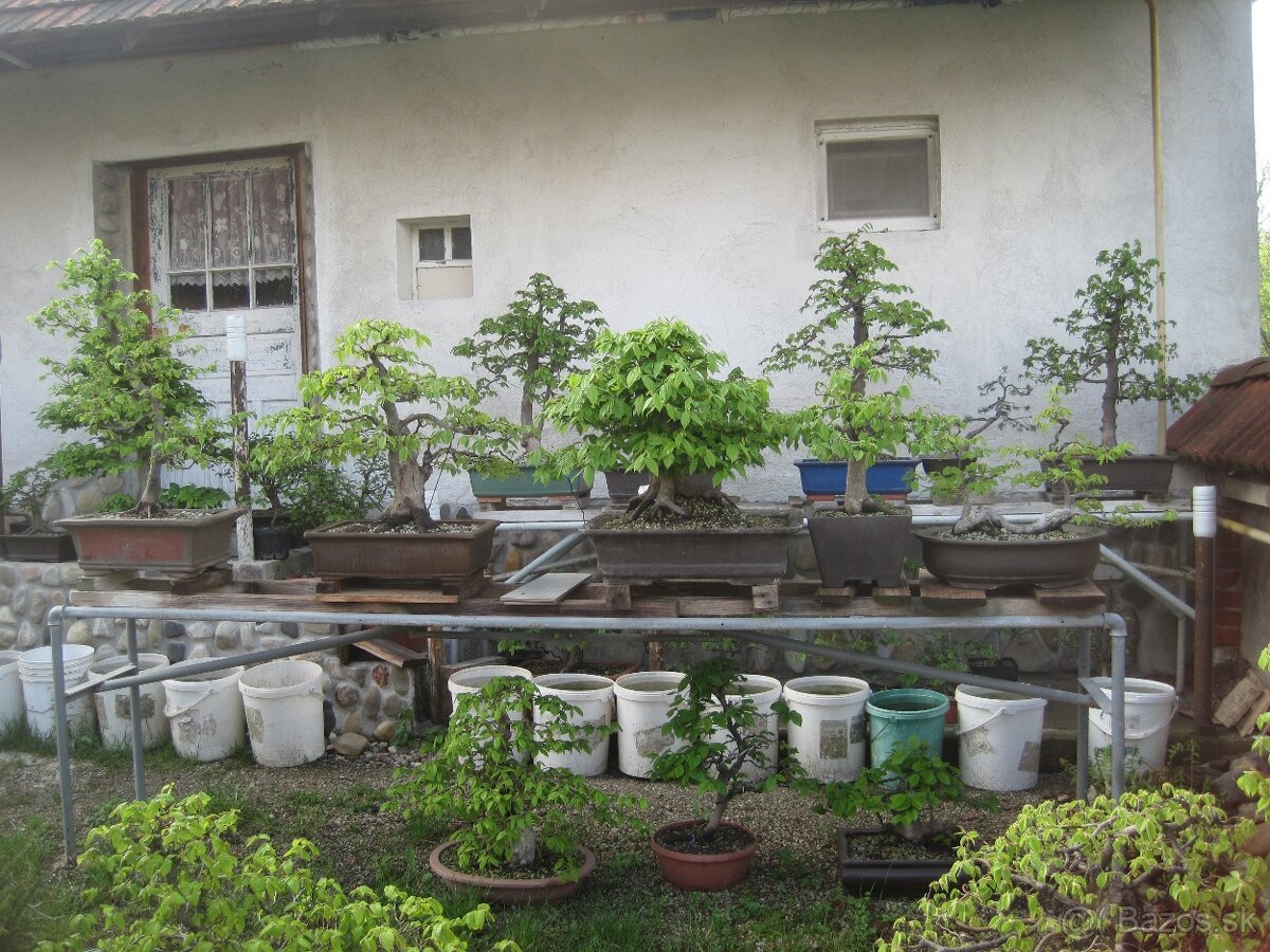 bonsai,bonsaj-hrab 6 - 3