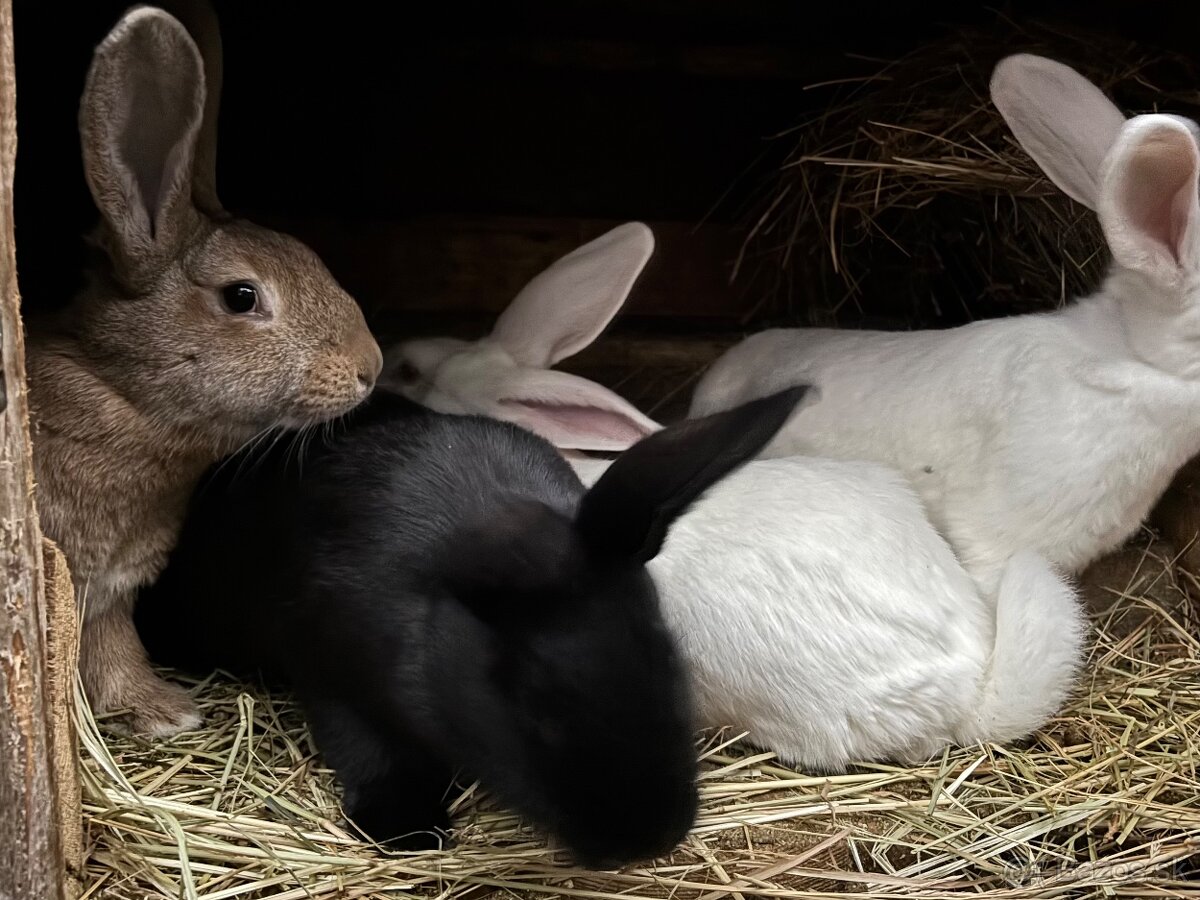 domáce králiky na predaj - 3