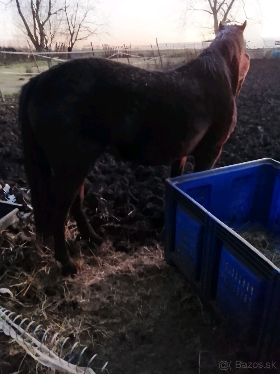 Mlady zrebec na predaj - 3