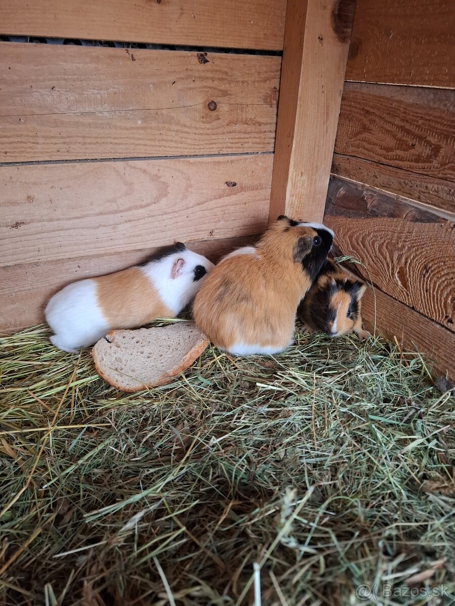 Morča , morské prasiatko, prasiatka - 3