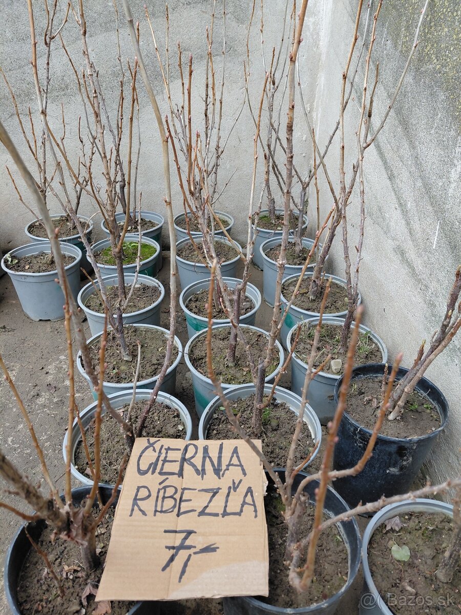 Josty, červené a čierne ribezle, maliny, šalvia - 3